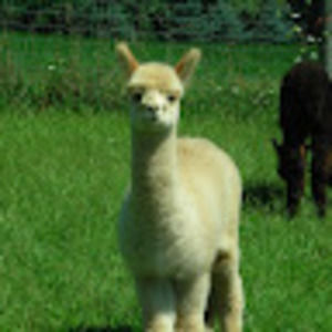 Meet your Posher, Cat